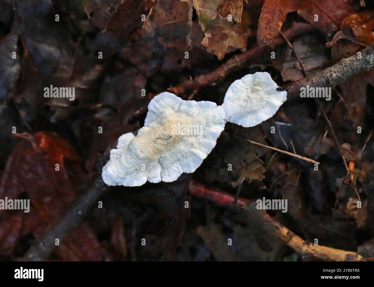 Croûte grillagée, Byssomerulius corium, syn. Meruliopsis corium, Irpicaceae. Bricket Wood, Hertfordshire, Royaume-Uni Banque D'Images