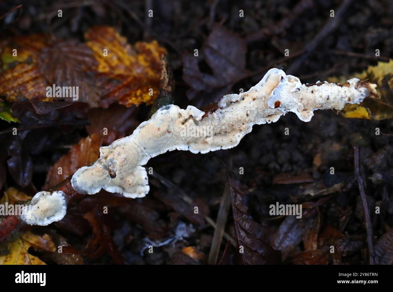 Croûte grillagée, Byssomerulius corium, syn. Meruliopsis corium, Irpicaceae. Bricket Wood, Hertfordshire, Royaume-Uni Banque D'Images