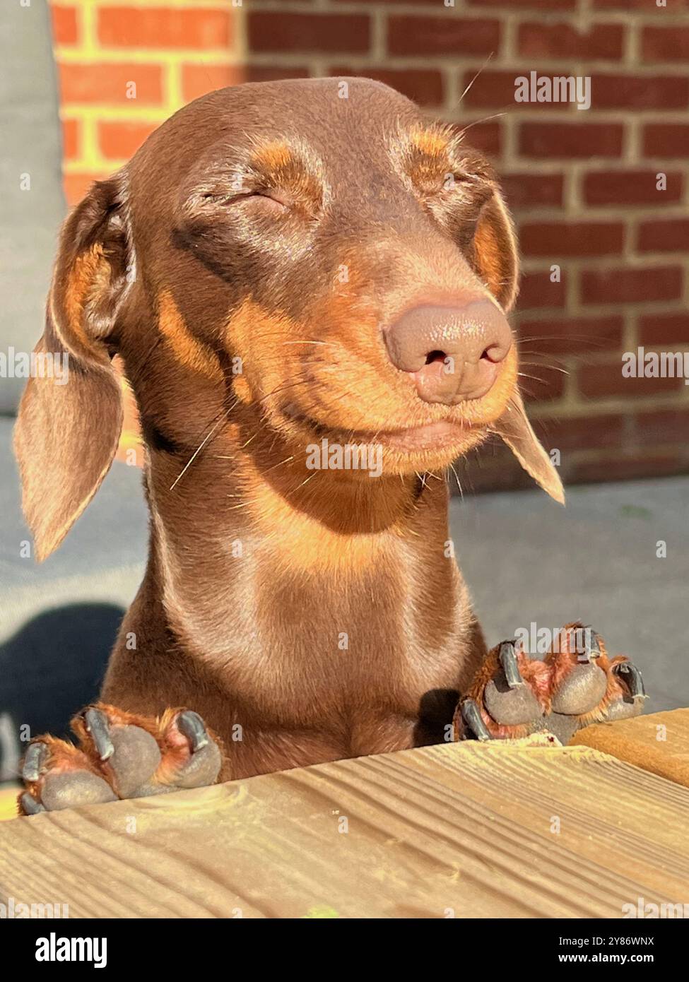 Chiot Teckel miniature en chocolat avec les yeux fermés, prélassé au soleil. Banque D'Images