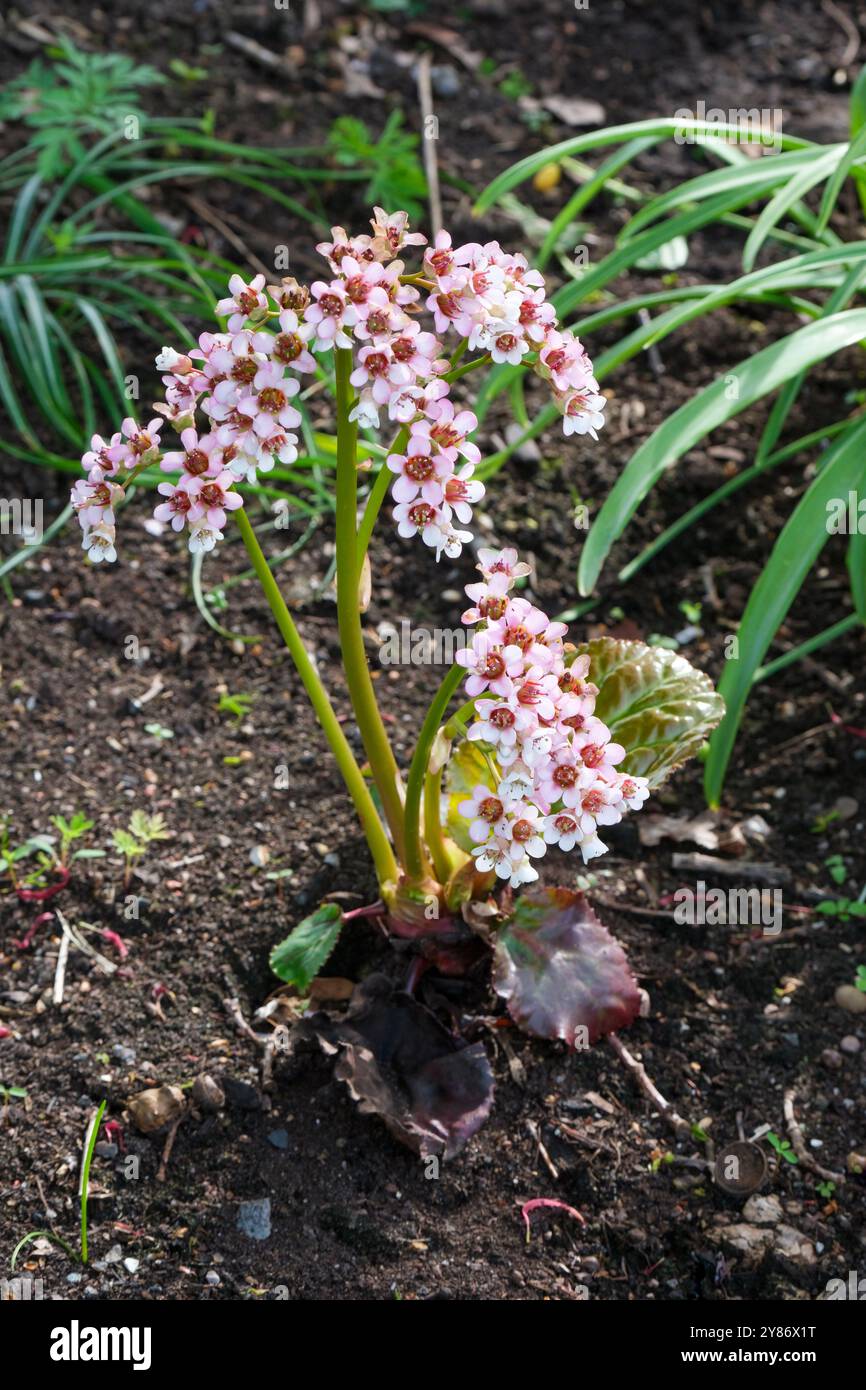 Bergenia pacumbis, oreilles d'éléphant chinois, elle yan bai cai, formant des amas, vivaces à feuilles persistantes, courtes tiges de fleurs blanches qui vieillissent au rose pâle. Banque D'Images