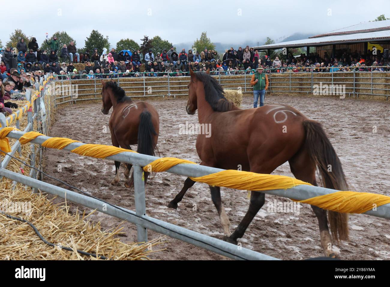 Crawinkel, Allemagne. 03 Oct, 2024. Deux chevaux courent dans un cours à une vente aux enchères de chevaux et poulains dans le 'Thüringeti', environ 80 chevaux sont proposés aux enchères. Environ 2 000 hectares en bordure de la forêt de Thuringe abritent 500 chevaux provenant d'une grande variété de zones d'élevage et de races dans le cadre d'un programme de mise en jachère. Les chevaux passent toute leur vie dans la nature. Crédit : Bodo Schackow/dpa/Alamy Live News Banque D'Images