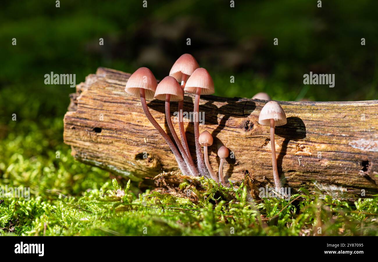 Mycena haematopus de minuscules champignons poussant en grappes le long d'une bûche. Aka le casque de fée saignant, le bonnet burgundydrop, ou le Mycena saignant. Banque D'Images