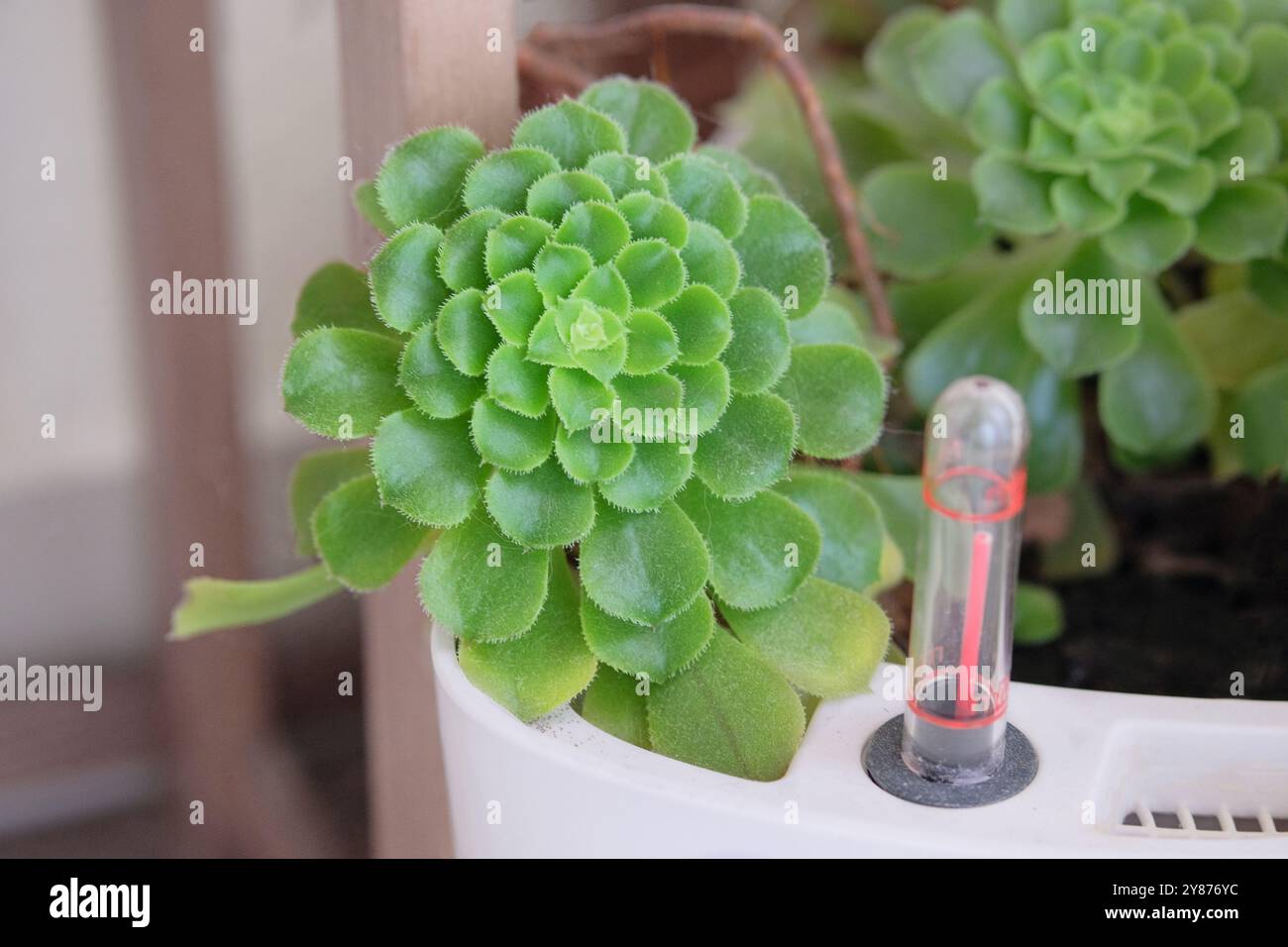 Aeonium haworthii. Succulent pointu. Plantes succulentes en pot dans la maison. La plante verte est cultivée comme plante d'intérieur. Pétales de rose en forme dans le jardin. Banque D'Images