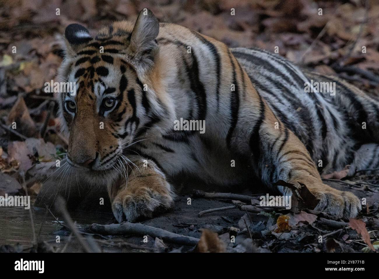 J'ai trouvé une mère et 3 Cubs sur un meurtre dans la zone tampon de Bandhavgarh Banque D'Images