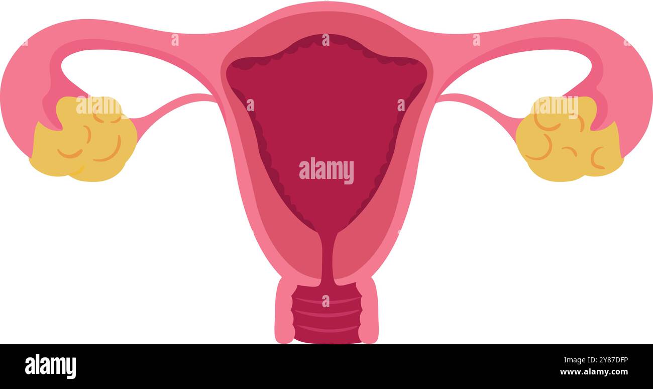 Illustration médicale de l'appareil reproducteur féminin. Organes gynécologiques Illustration de Vecteur