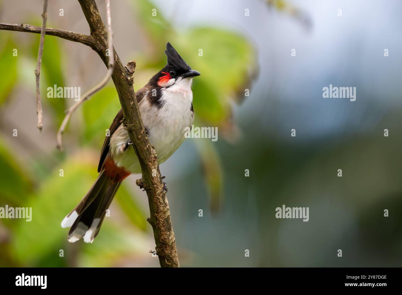 Bulbul à moussettes rouges - Pycnonotus jocosus, bel oiseau perché coloré des forêts, buissons et jardins d'Asie du Sud, île Maurice. Banque D'Images