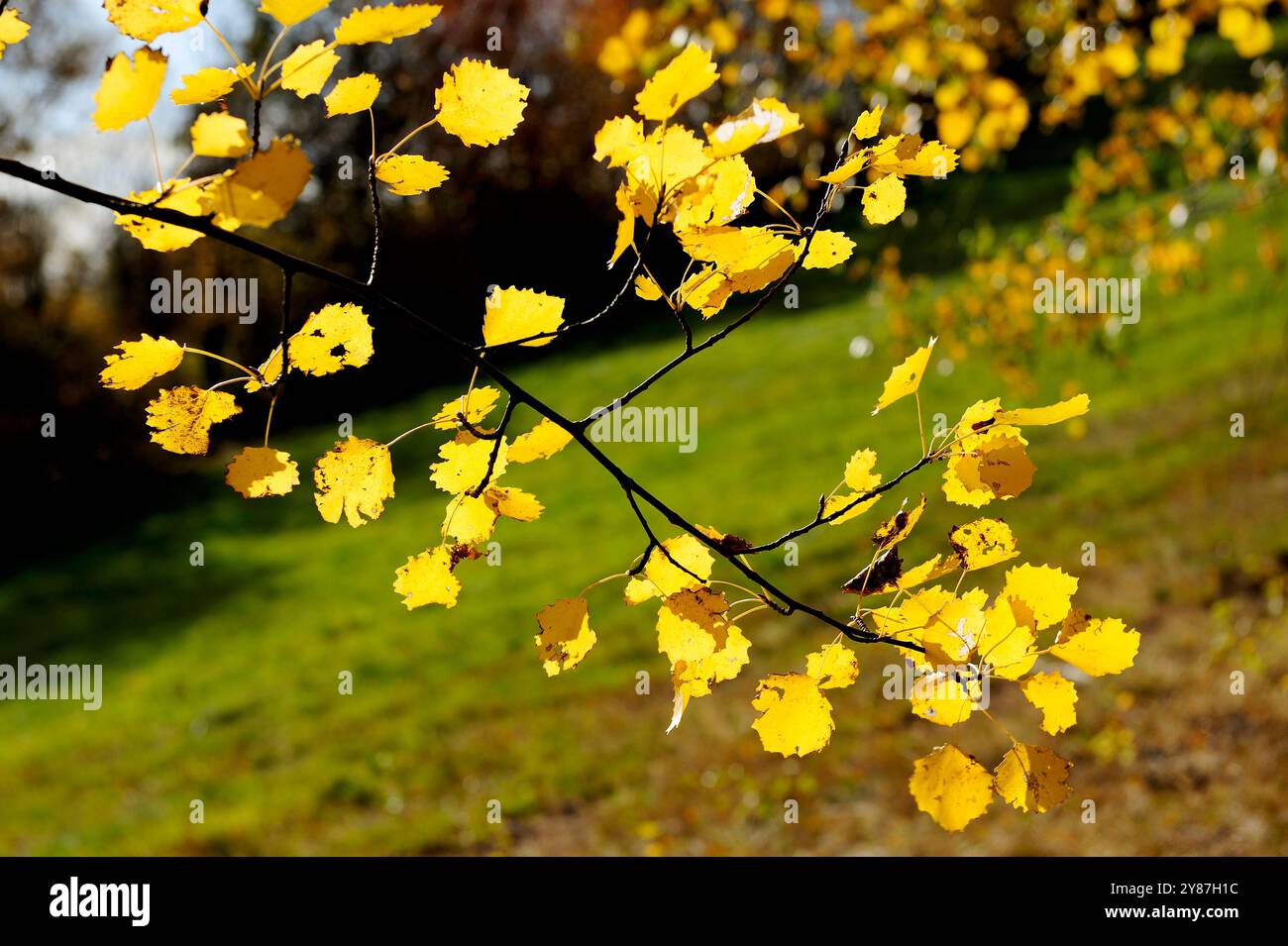 L'automne, l'arrière-plan, d'automne, marron, changements, colorées, couleurs, cycle, la terre, l'automne, de la flore, feuillage, Golden, croître, détail, Lane, feuilles, léger, naturel Banque D'Images