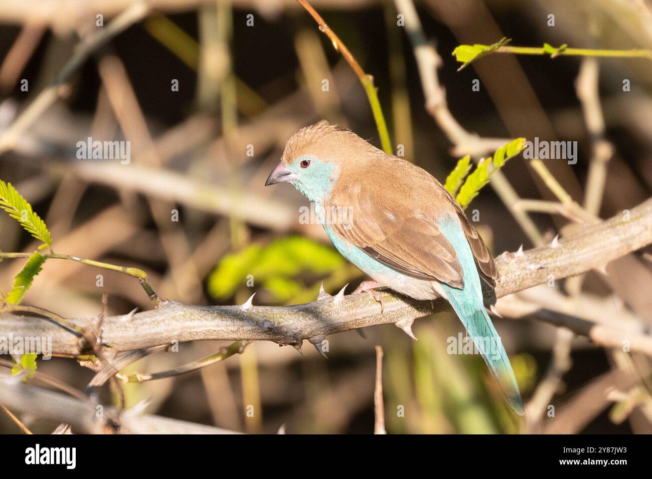 Femelle Blue Waxbill (Uraeginthus angolensis) également appelée Southern Blue waxbill, Blue-whasted waxbill, Southern cordon-bleu, Blue-joueked cordon-bleu, Banque D'Images