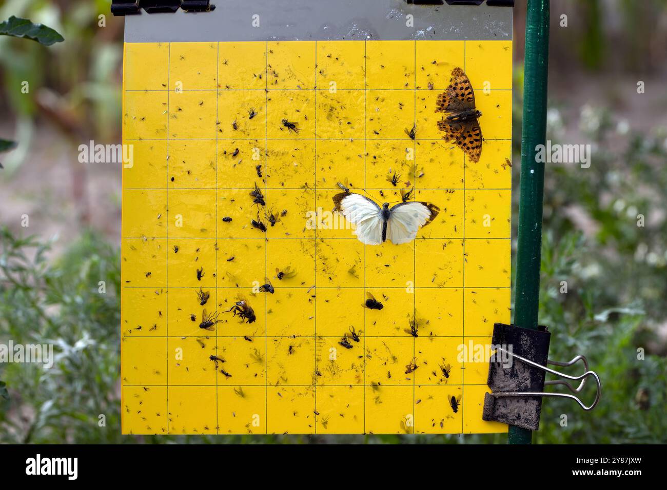Piège à cartes adhésives jaunes utilisé pour surveiller et prédire l'infestation de ravageurs dans les champs cultivés. Banque D'Images