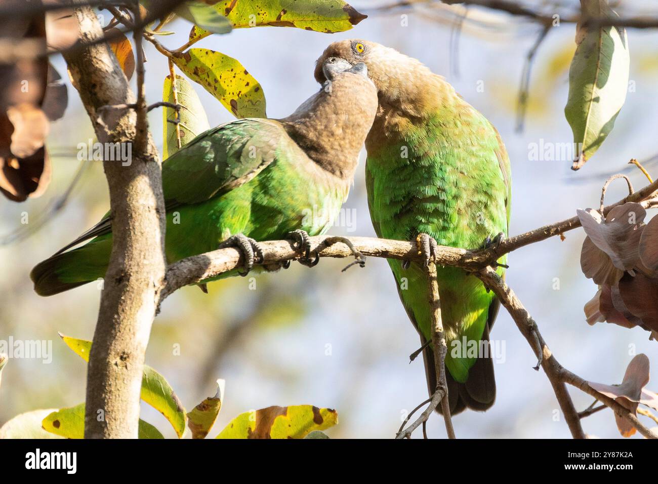 Deux perroquets à tête brune (Poicephalus cryptoxanthus) dans un saule de brousse pleureur, parc national Kruger, Afrique du Sud Banque D'Images