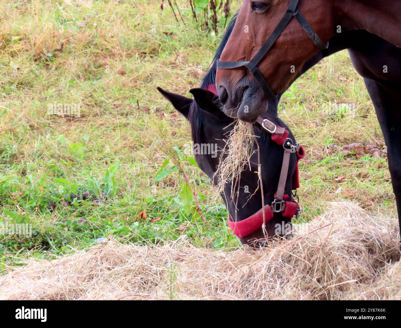 ...Da geht es BEI den Pferden rauf und runter mit dem Kopf, wenn es ums fressen geht... Pferde fressen wechselseitig Heu *** les têtes de chevaux montent et descendent quand il s'agit de manger des chevaux mangent du foin alternativement Banque D'Images