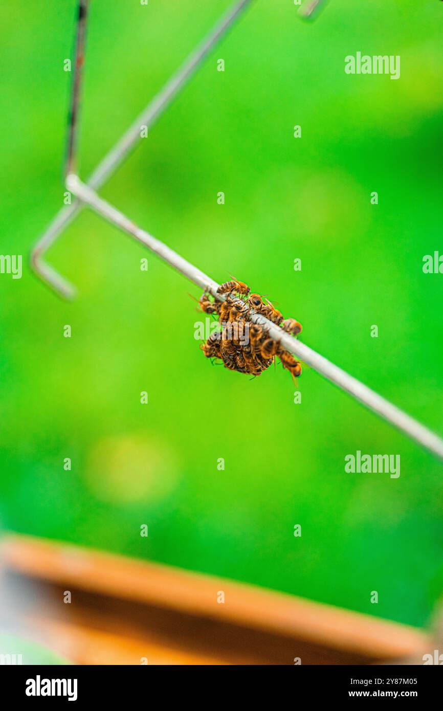 Petite cellule Swarm d'abeilles à l'extérieur de leur ruche accrochée à un cadre en métal Banque D'Images