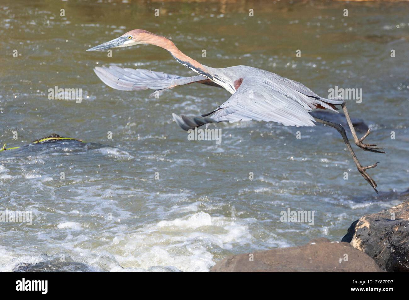 Goliath Heron (ardea goliath) pêchant dans les rapides prenant son envol entre les rochers, Parc National Kruger, Afrique du Sud Banque D'Images