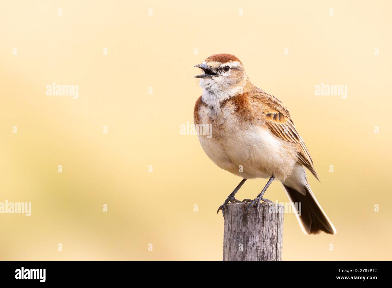 Lark à capots rouges (Calandrella cinerea) perché sur un poteau de clôture chantant dans les terres agricoles, Swellendam, Afrique du Sud Banque D'Images