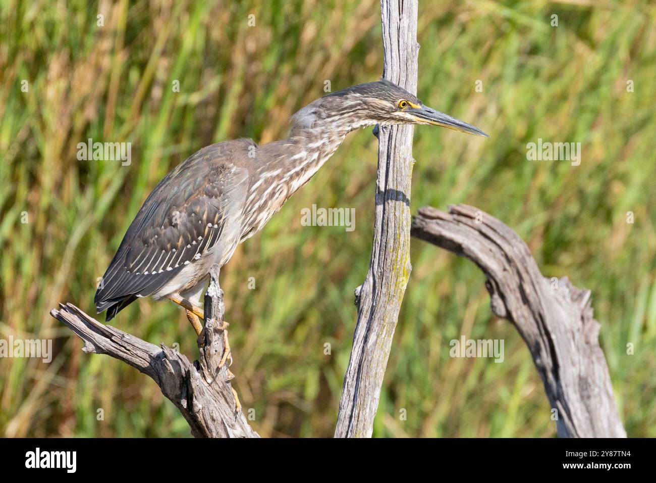 Heron à dos vert ou Heron strié (Butorides striata) juvénile perché sur un point de vue dans les zones humides Banque D'Images