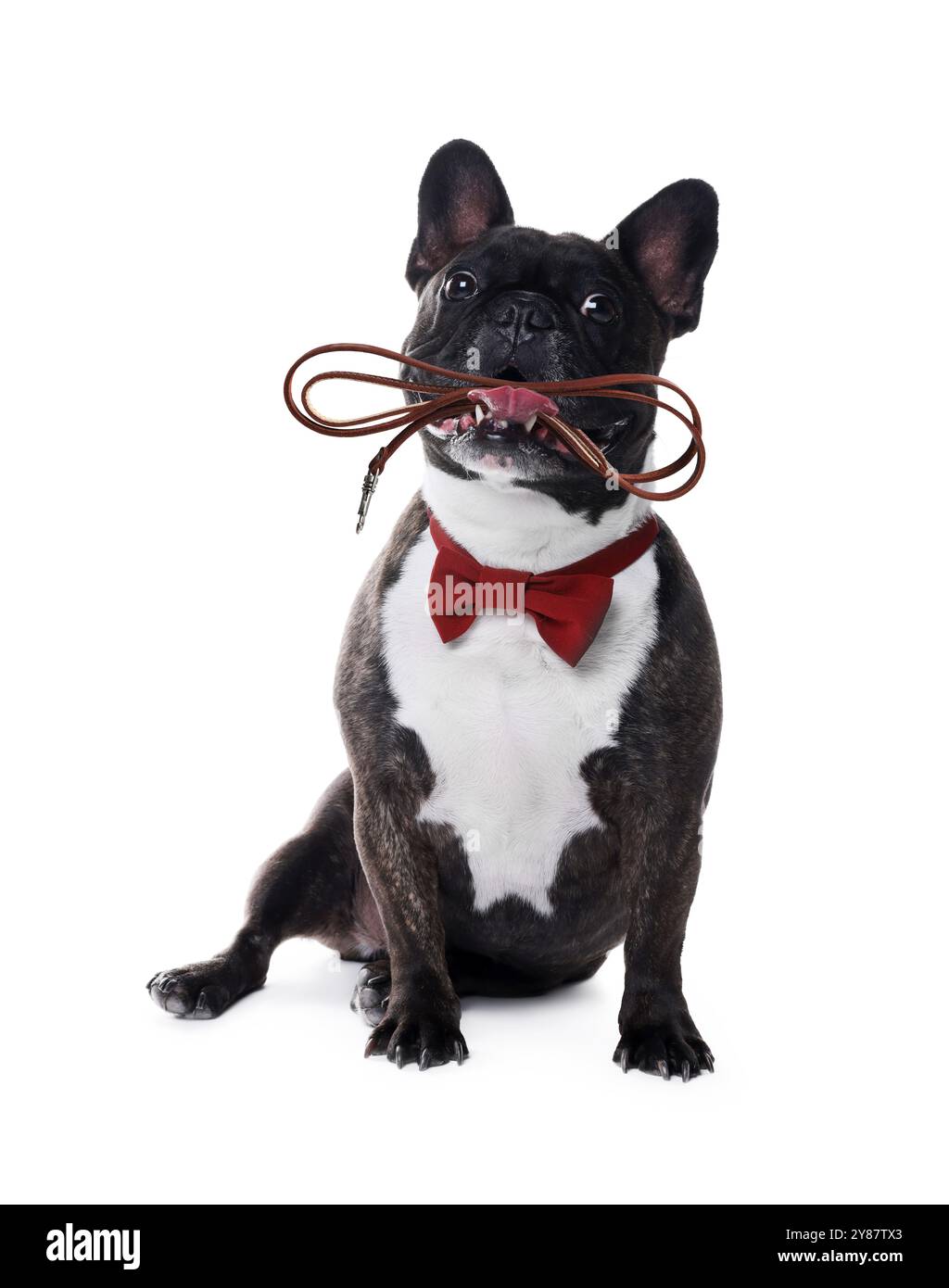 Adorable chien bouledogue français tenant la laisse dans la bouche sur fond blanc. Il est temps de marcher Banque D'Images