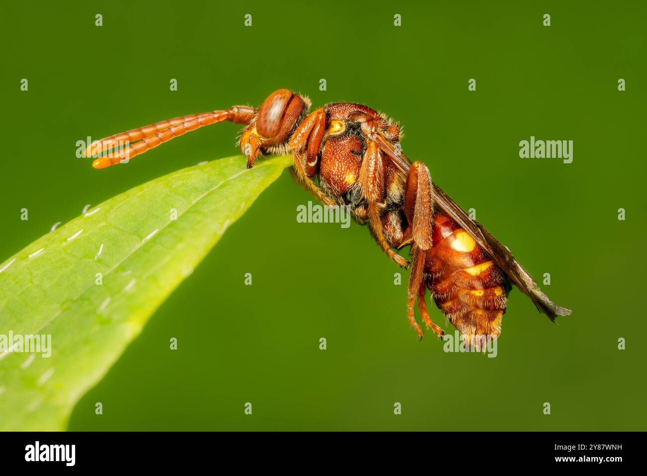 Abeille Nomada endormie mordant sur une feuille avec ses mandibules avec espace de copie Banque D'Images