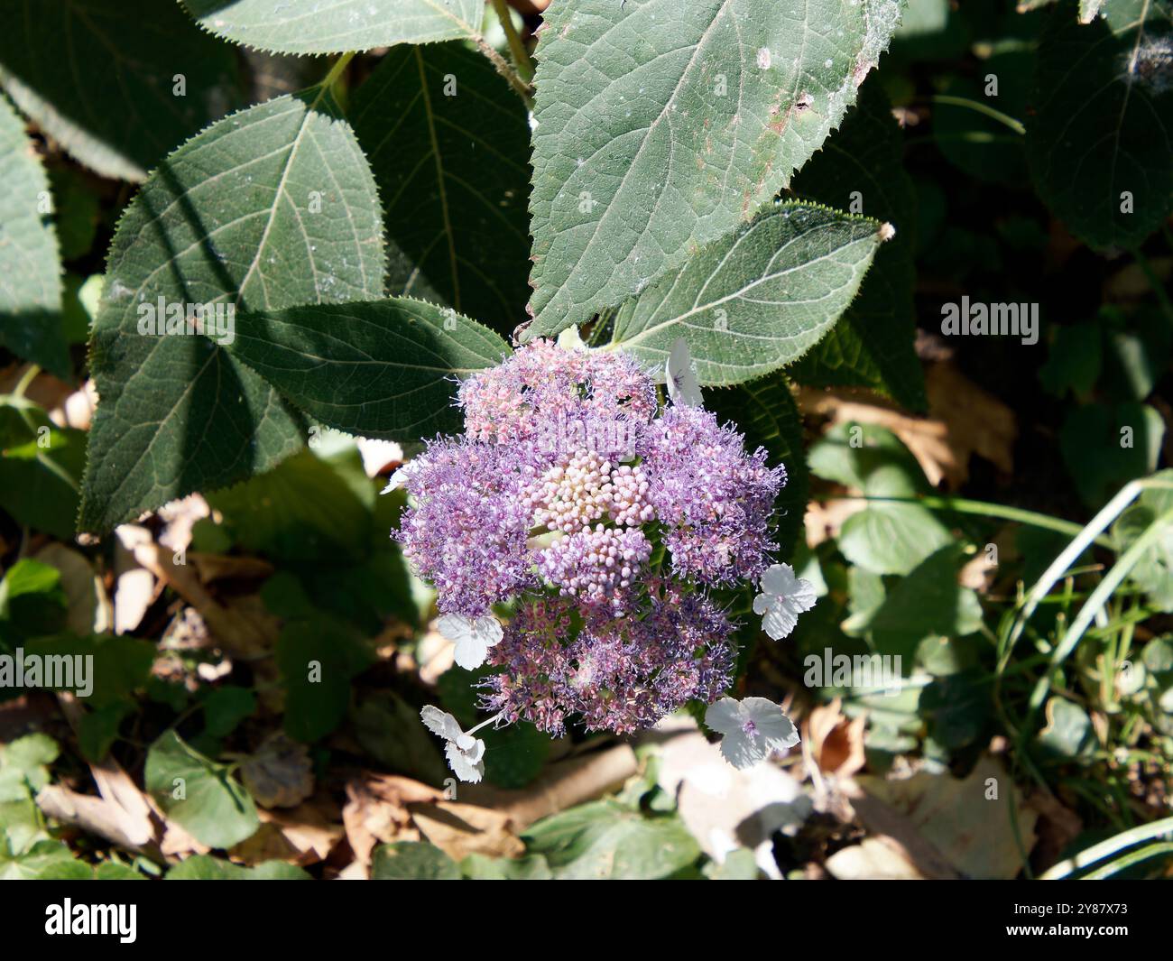 RAUE Hortensie, Hydrangea aspera, érdeslevelű hortenzia, Hongrie, Magyarország, Europe Banque D'Images