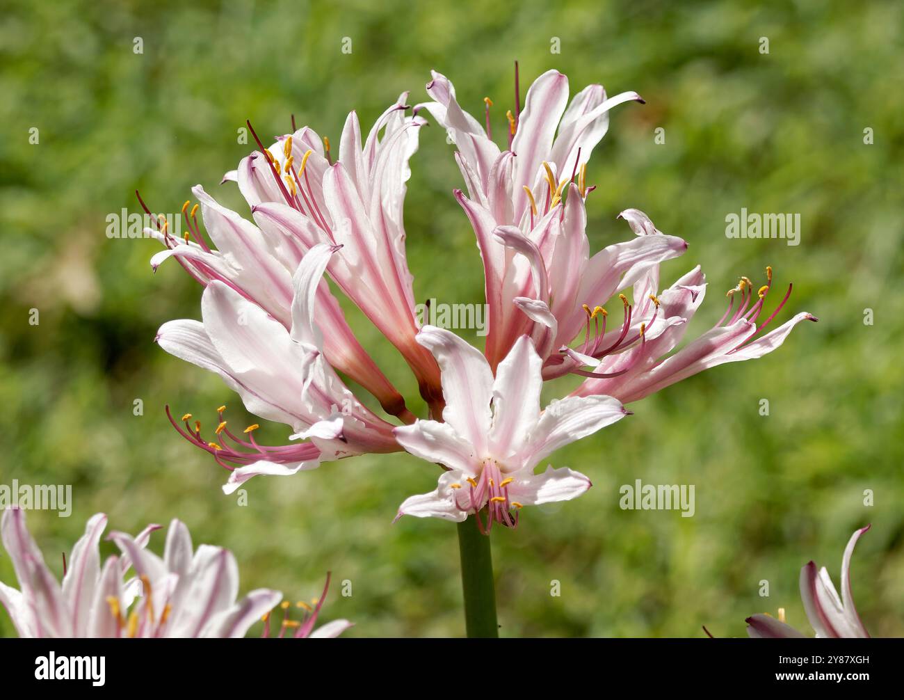 Lis de résurrection ou lis surprise, Lycoris squamigera, illatos japánamarillisz, Hongrie, Magyarország, Europe Banque D'Images