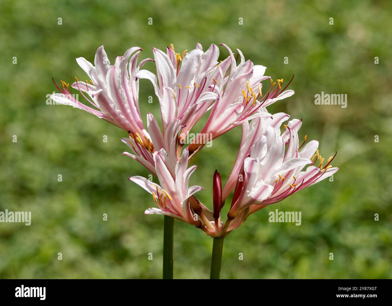 Lis de résurrection ou lis surprise, Lycoris squamigera, illatos japánamarillisz, Hongrie, Magyarország, Europe Banque D'Images