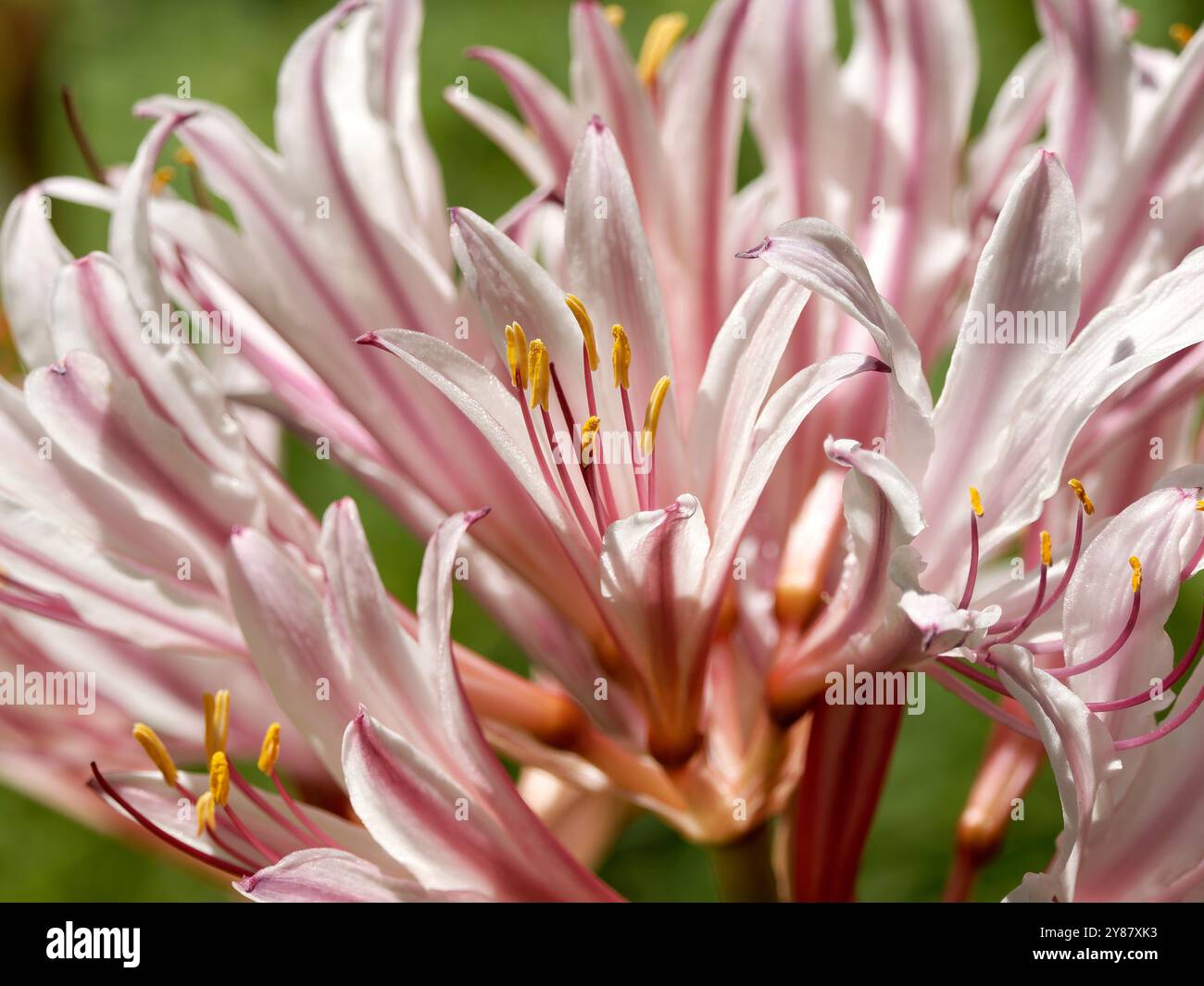 Lis de résurrection ou lis surprise, Lycoris squamigera, illatos japánamarillisz, Hongrie, Magyarország, Europe Banque D'Images