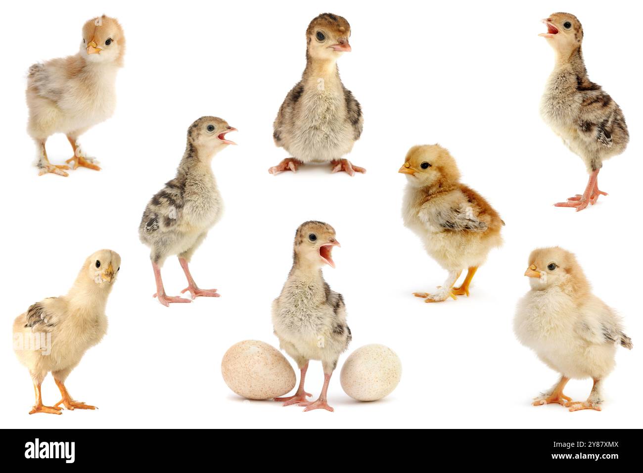 Grande collection de poulets et de dindes isolés sur fond blanc. Banque D'Images