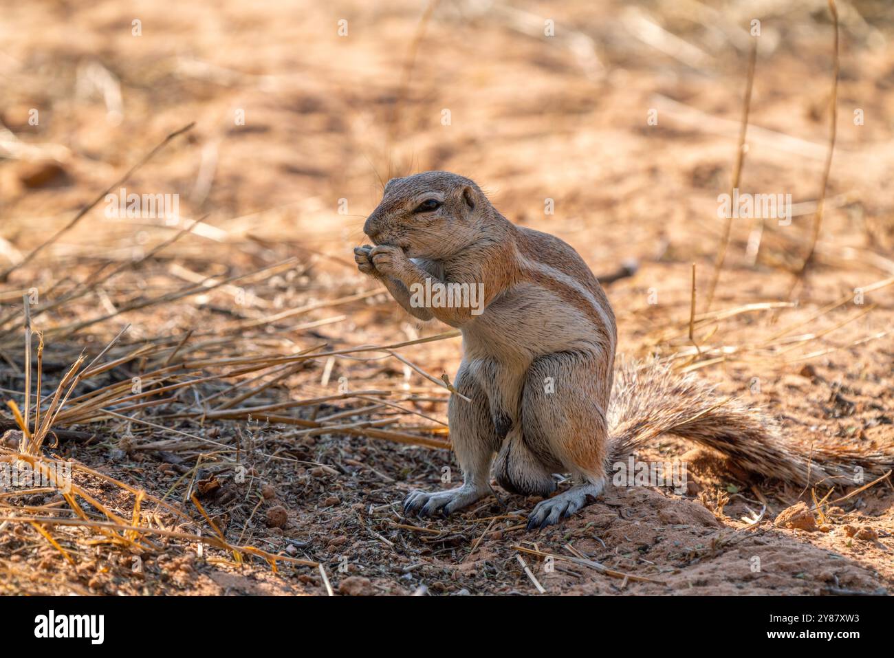 Écureuil terrestre du Cap ou écureuil terrestre sud-africain, ou Geosciurus inauris, à la recherche de nourriture dans le parc transfrontalier de Kgalagadi, en Afrique du Sud Banque D'Images