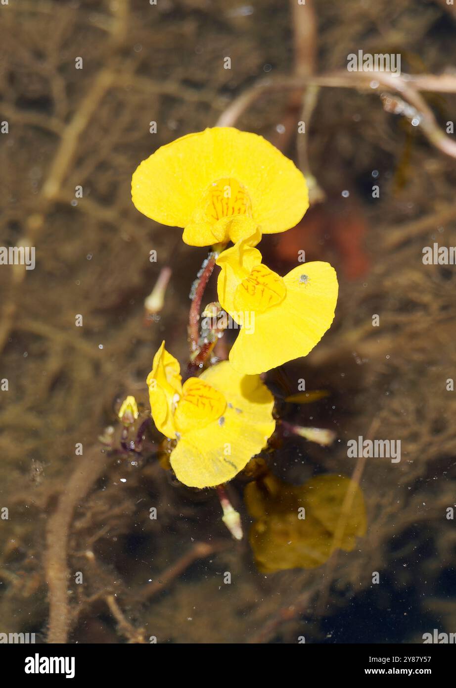 Greater Bladderwort, Gewöhnlicher Wasserschlauch, Utriculaire commune, Utricularia vulgaris, közönséges rence, Hongrie, Magyarország, Europe Banque D'Images