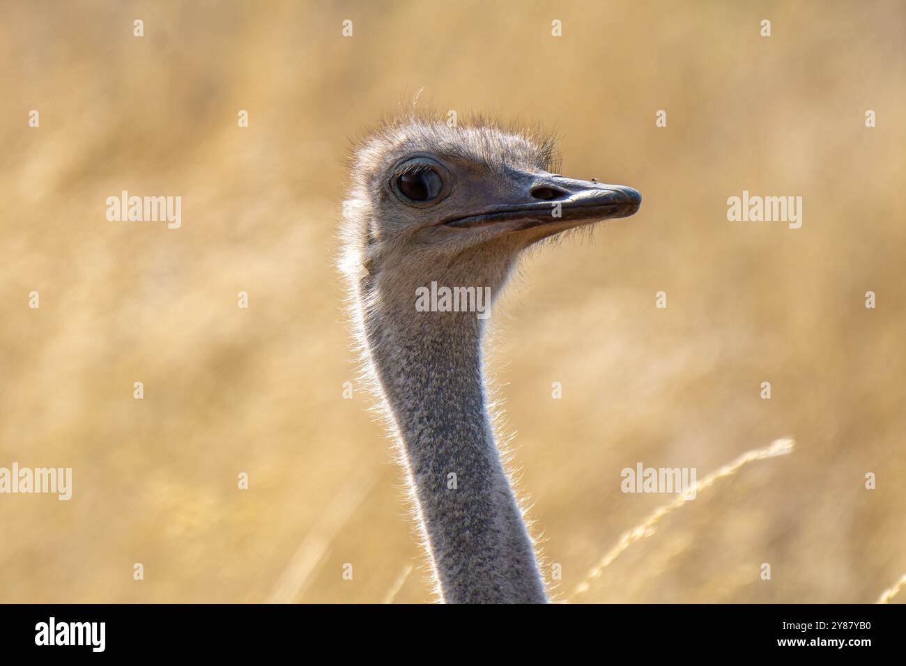 Gros plan d'une autruche sud-africaine, Struthio camelus australis, ou autruche à col noir, ou autruche du Cap ou autruche du sud dans Kgalagadi Transfront Banque D'Images