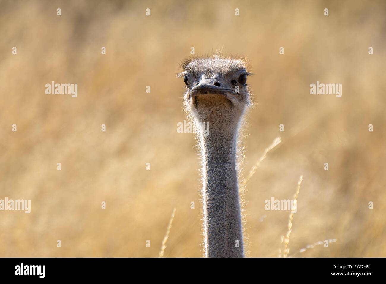 Gros plan d'une autruche sud-africaine, Struthio camelus australis, ou autruche à col noir, ou autruche du Cap ou autruche du sud dans Kgalagadi Transfront Banque D'Images