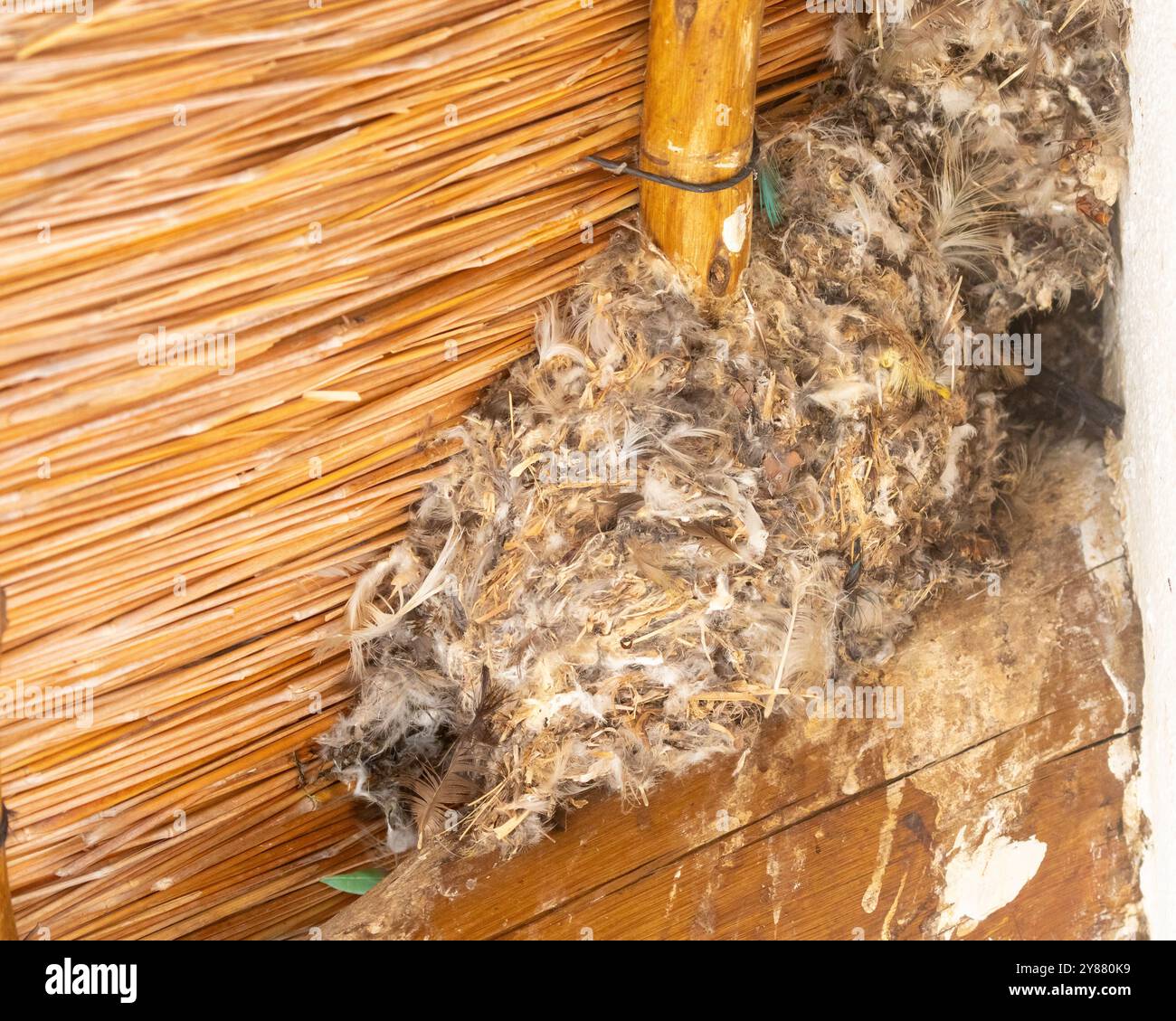 Little Swift (Apus affinis) nid lié par sa salive construite sous les avant-toiTS d'un chalet de chaume, Limpopo, Afrique du Sud Banque D'Images