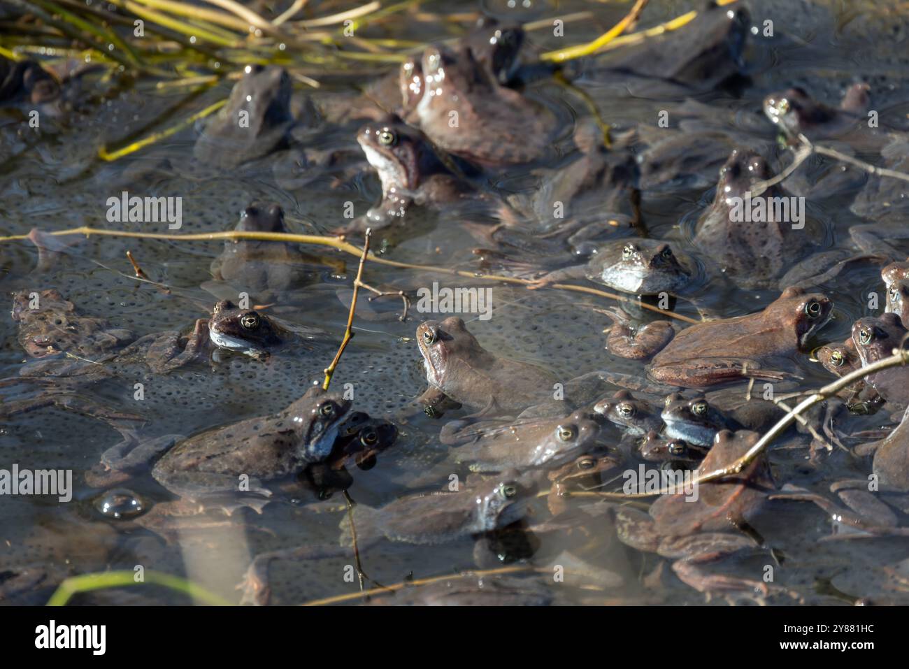 Beaucoup de grenouilles communes pendant la saison de reproduction sont en eau peu profonde, photographie naturelle Banque D'Images