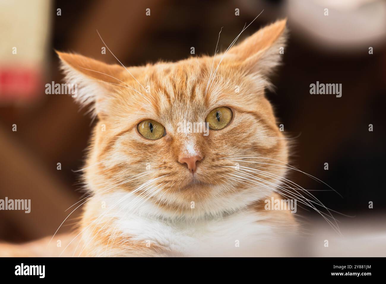 Portrait de chat gingembre surpris avec des taches blanches, photo douce sélective Banque D'Images