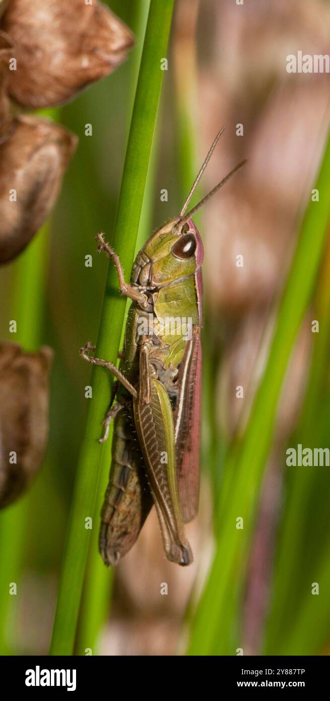 Un petit sauterelle de marais, Chorthippus albomarginatus, accroché à une tige de roseau verticale. Il est rapproché et bien focalisé. Arrière-plan flou. Banque D'Images