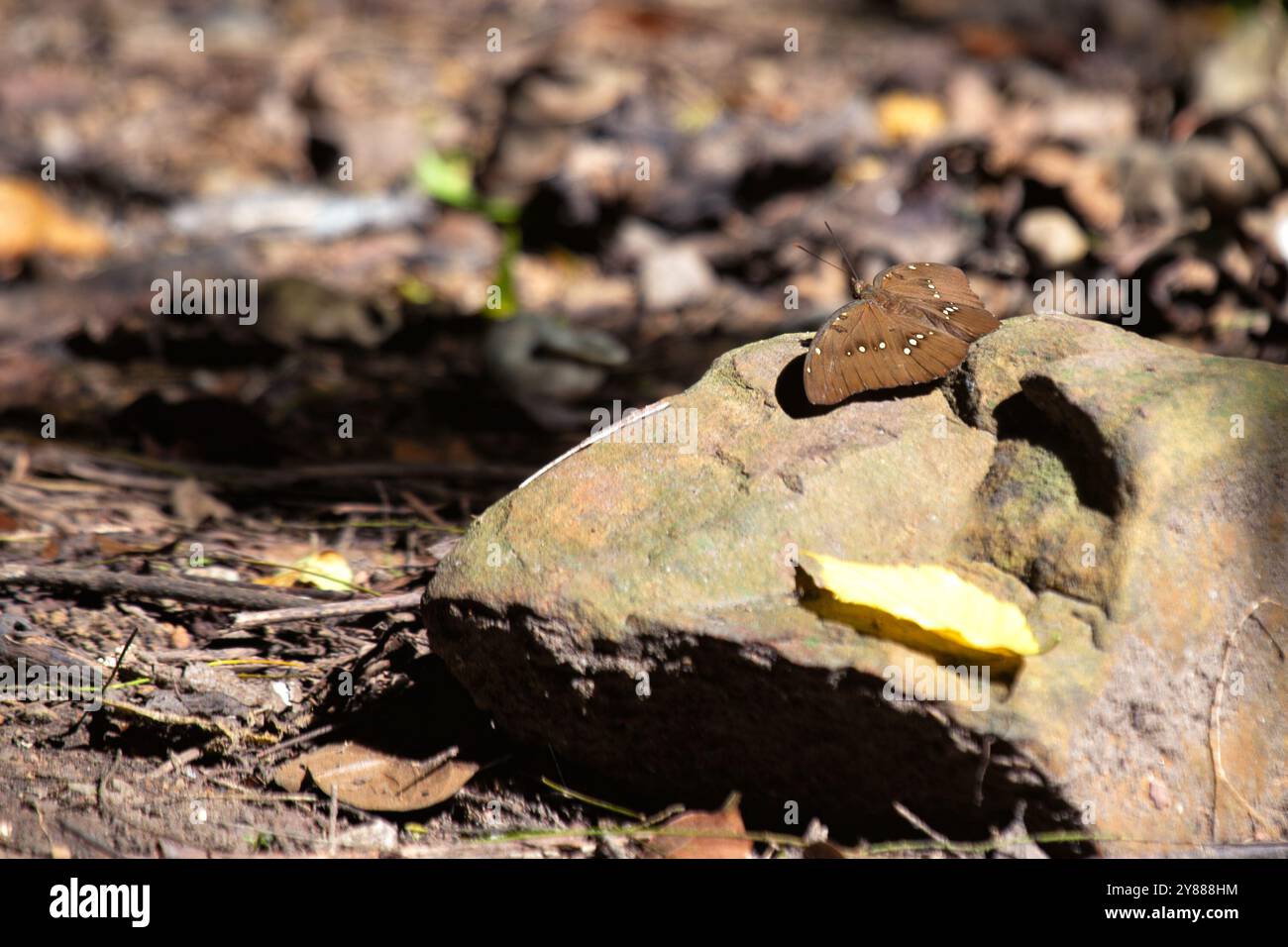 Le papillon brun du soir commun, connu pour ses ailes brunes terreuses, se nourrit de sève et de fruits. Photo prise dans la nature. Banque D'Images