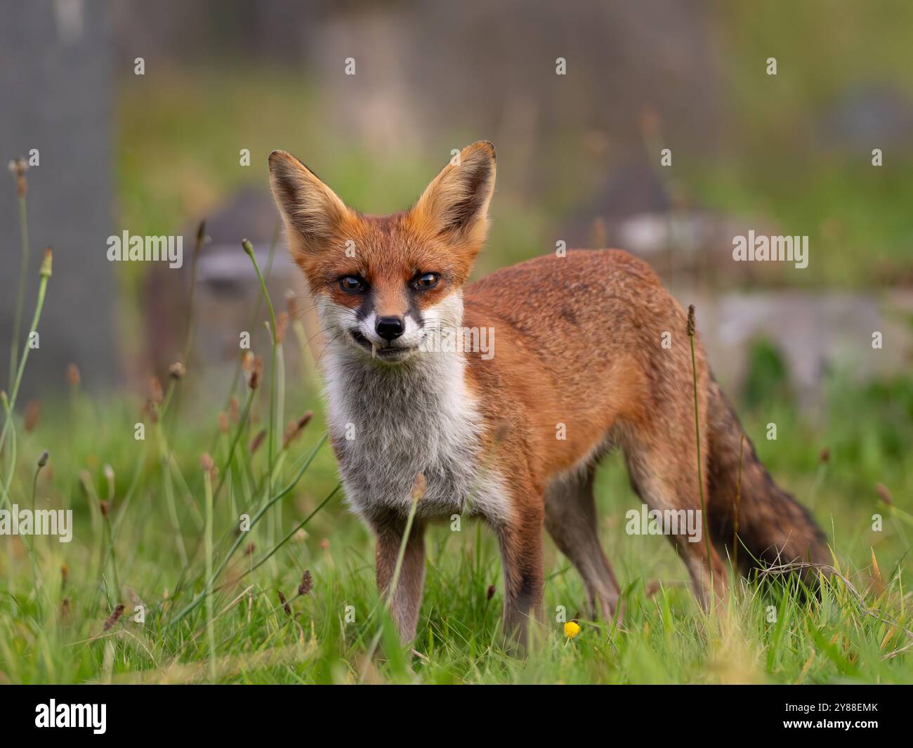 Jeune renard roux plein de caractère [vulpes vulpes] à Bristol Royaume-Uni Banque D'Images
