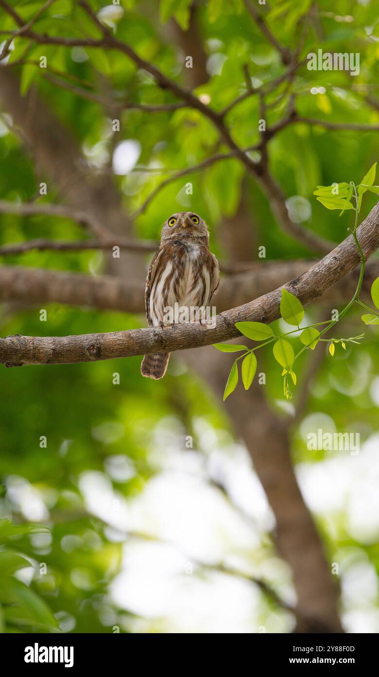 Chouette pygmée ferrugineuse (Glaucidium brasilianum) du Costa Rica Banque D'Images