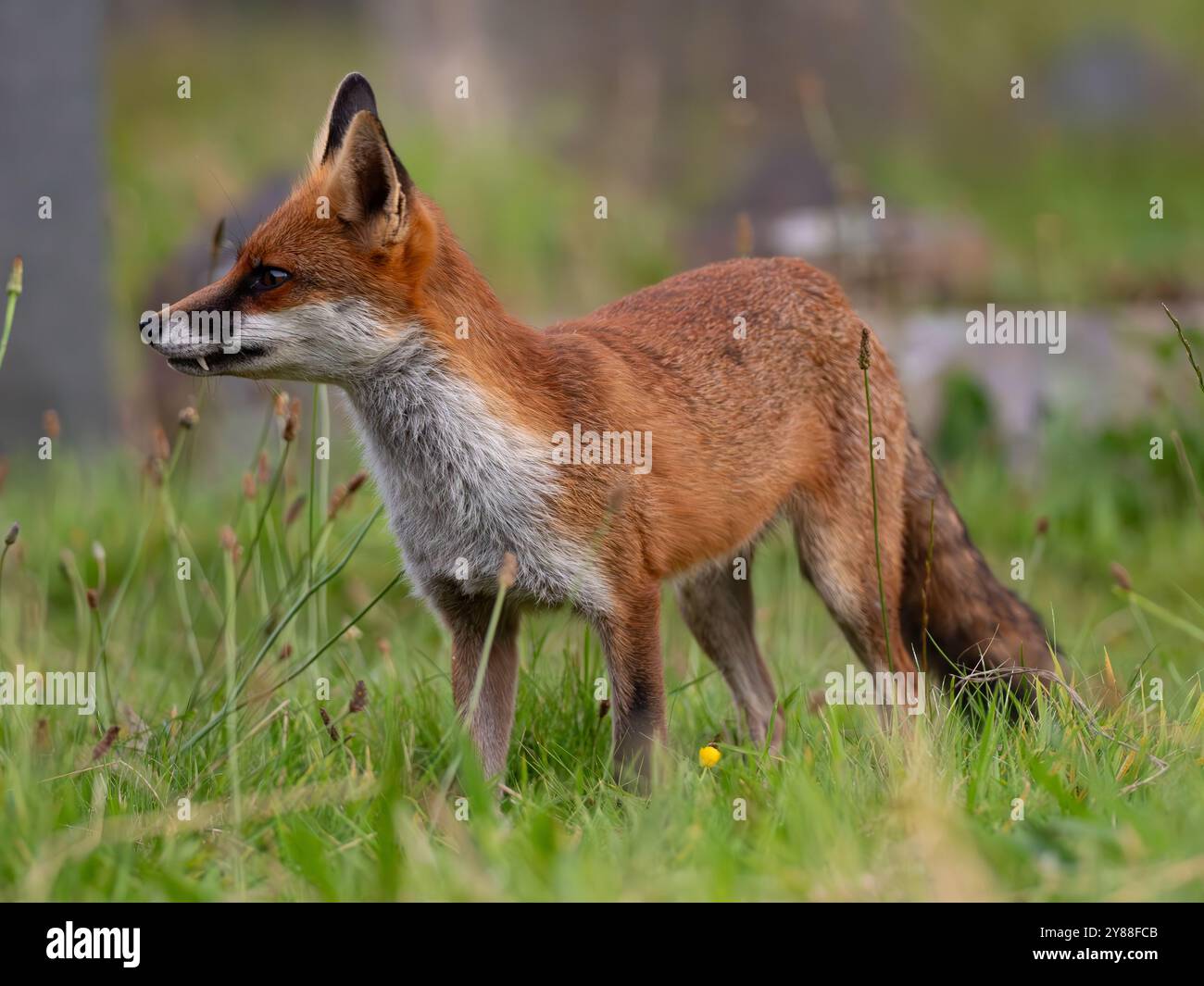 Jeune renard roux plein de caractère [vulpes vulpes] à Bristol Royaume-Uni Banque D'Images