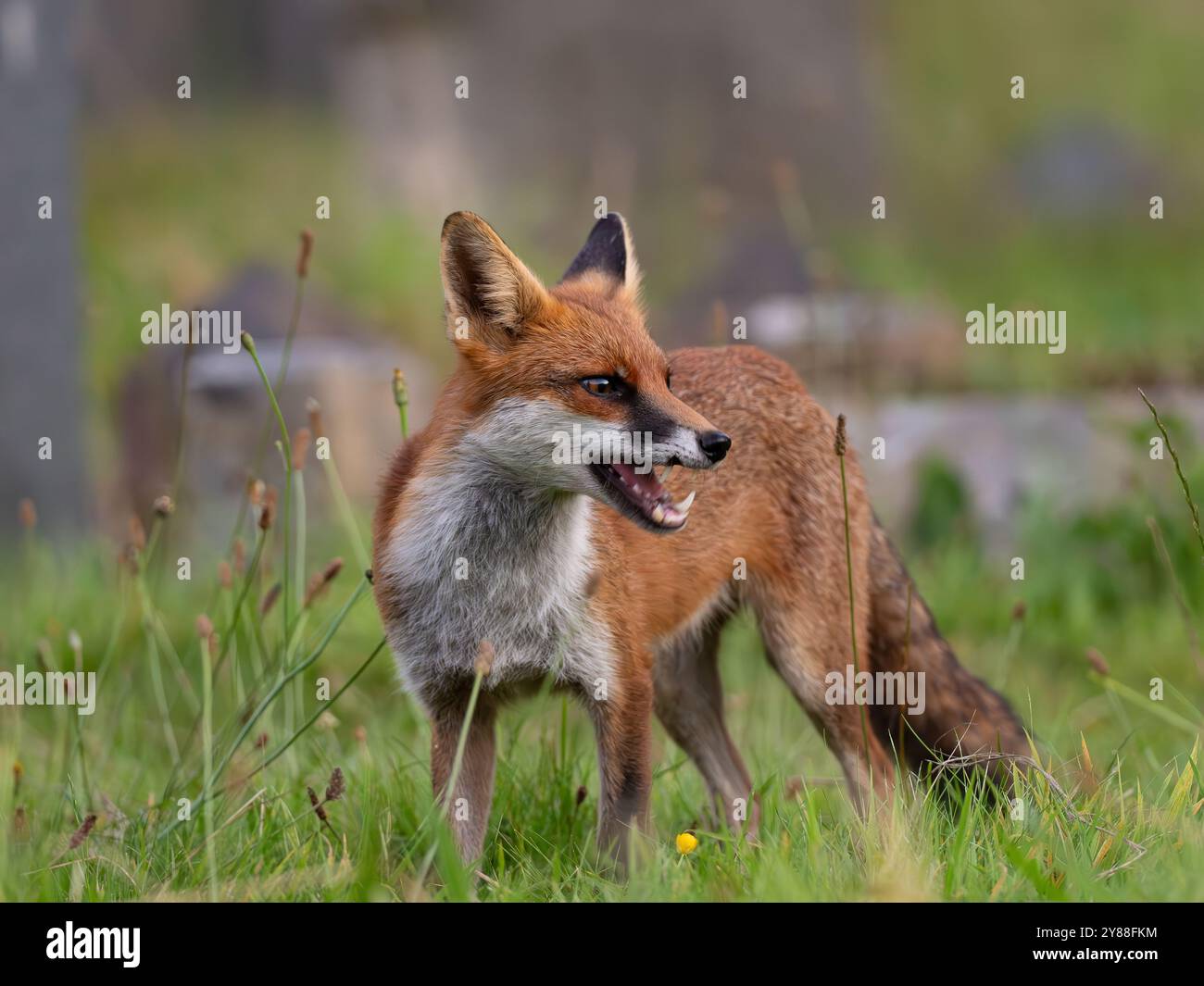 Jeune renard roux plein de caractère [vulpes vulpes] à Bristol Royaume-Uni Banque D'Images