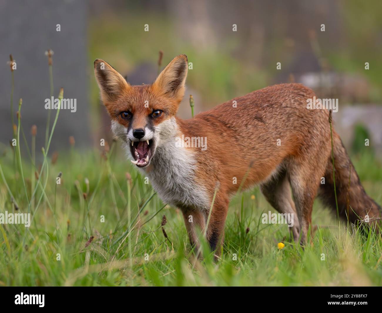 Jeune renard roux plein de caractère [vulpes vulpes] à Bristol Royaume-Uni Banque D'Images