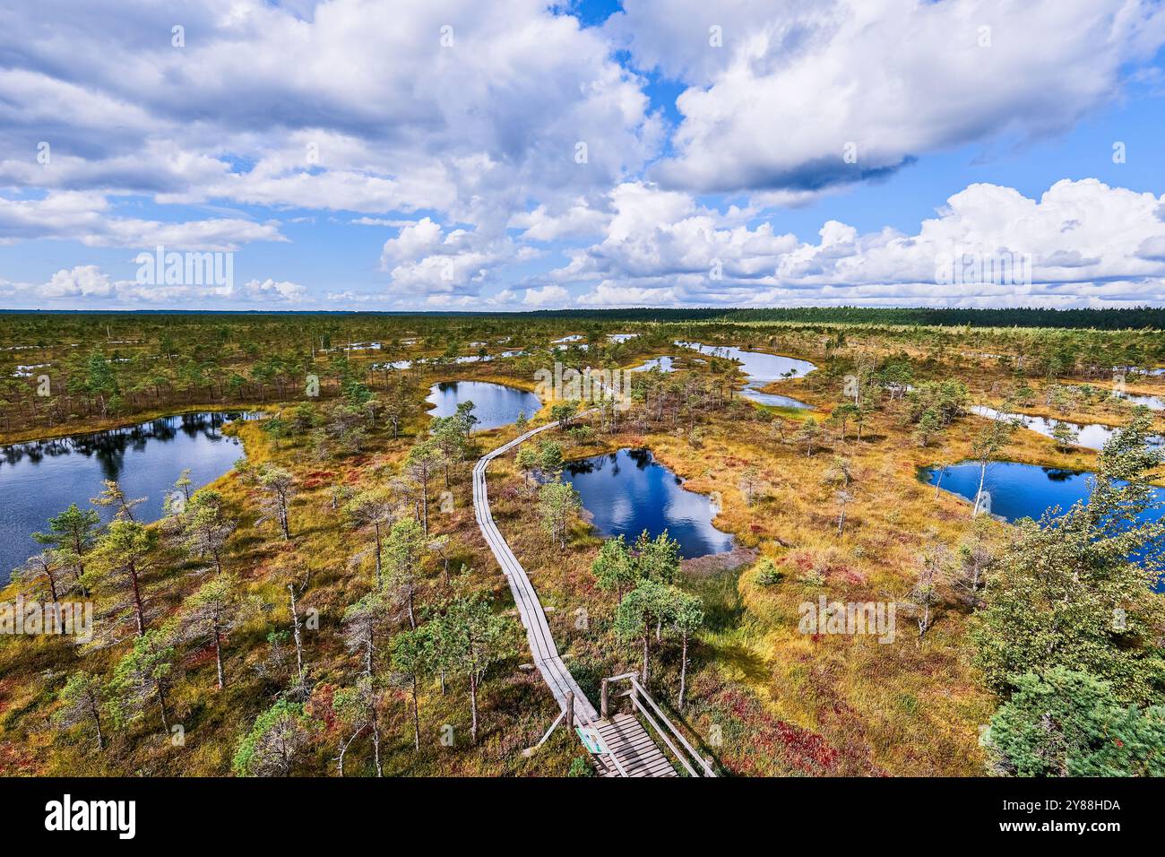 Tourbière surélevée, vue depuis la tour d'observation. Parc national de Kemeri en Lettonie. Arrière-plan de la nature Banque D'Images