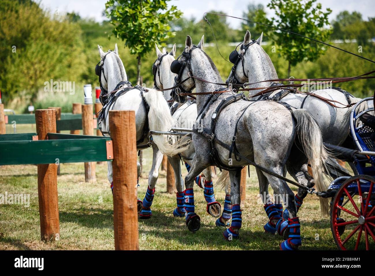Parcours d'obstacles en calèche. Entraînement équestre avec quatre chevaux blancs en main pour les courses attelées Banque D'Images