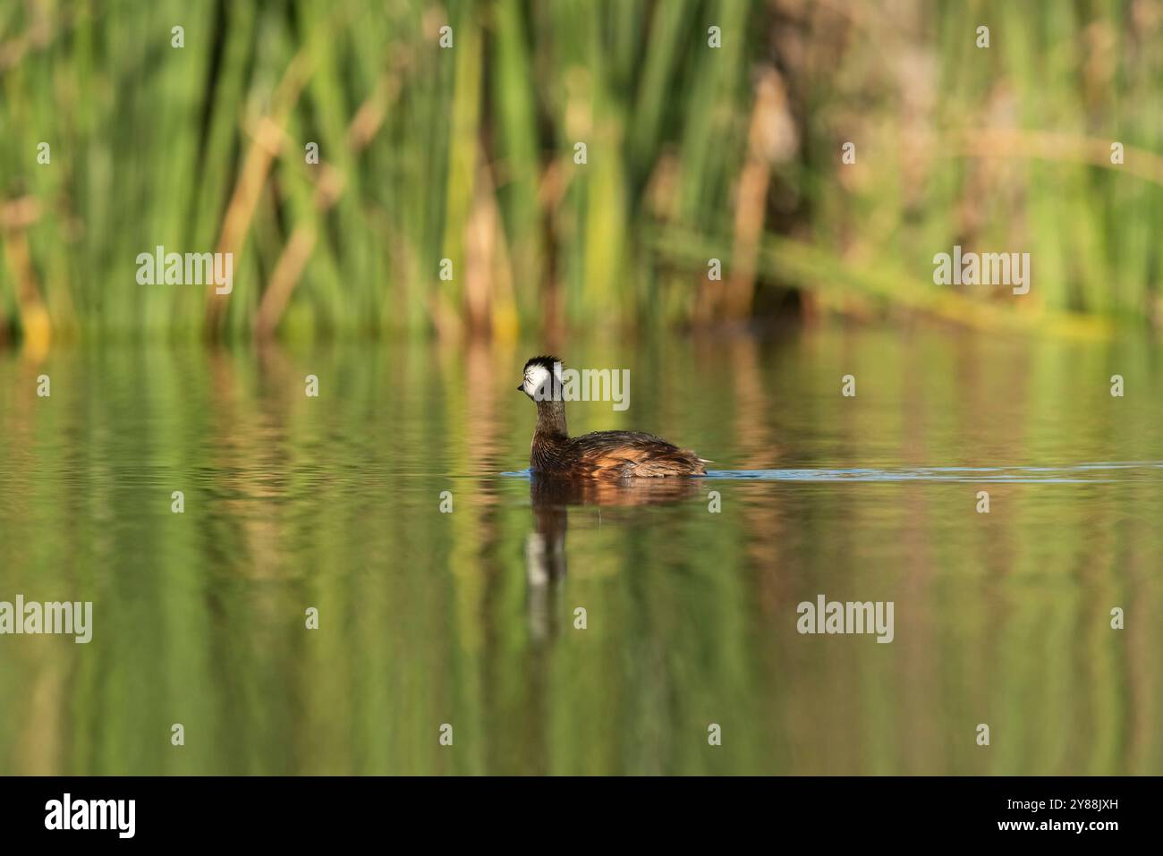 Grebe touffeté blanc, Province de la Pampa, Patagonie, Argentine Banque D'Images