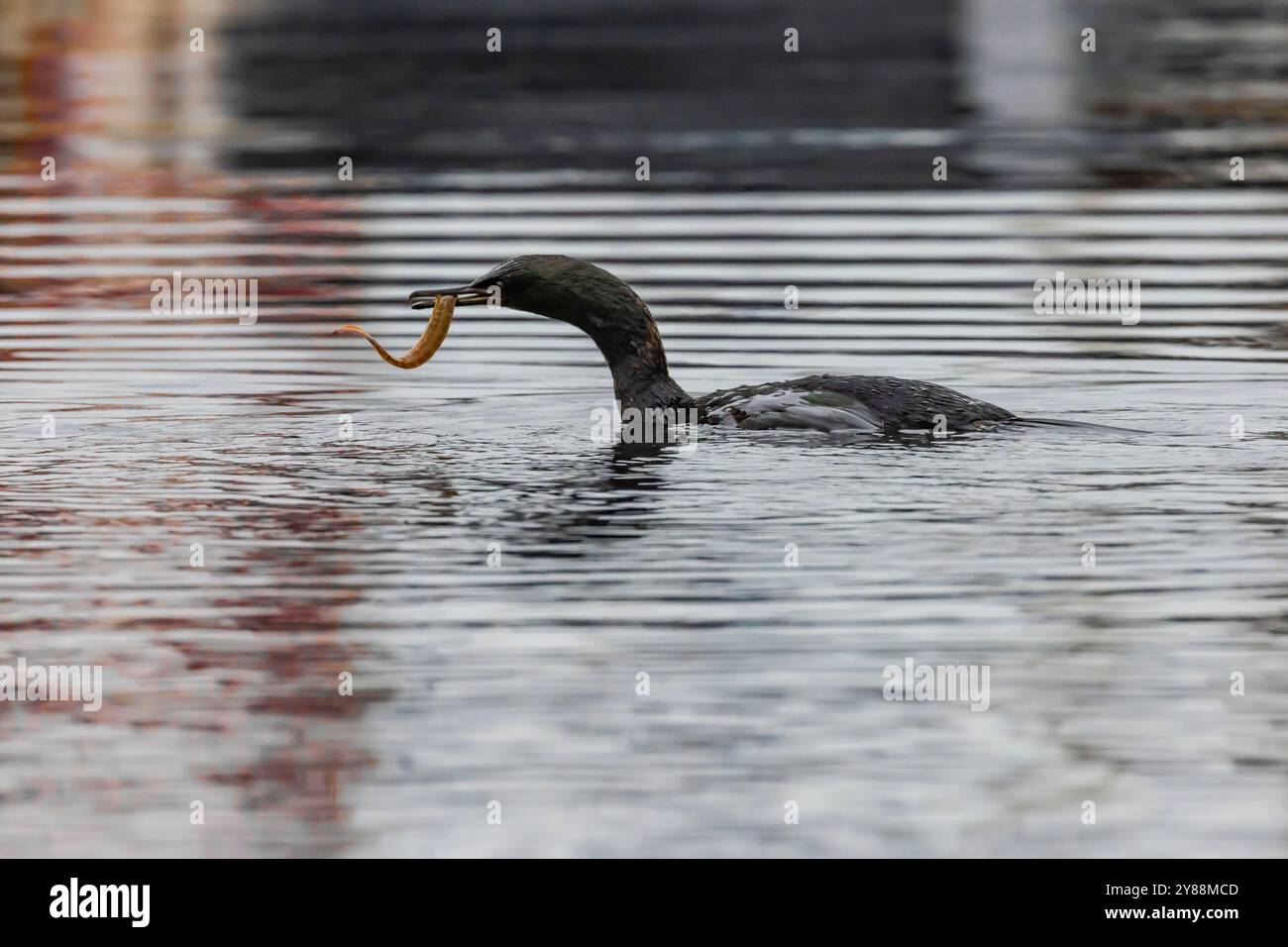 Cormoran pélagique avec Saddleback Gunnel à Bill, Marina de Bremerton, Bremerton, État de Washington, États-Unis Banque D'Images