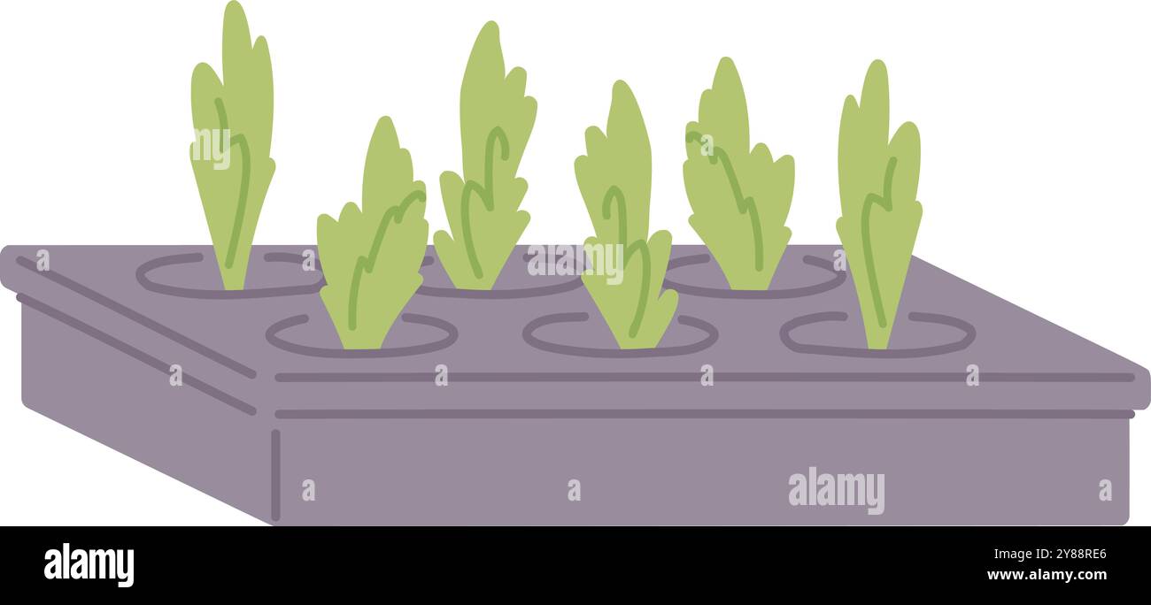 Semis dans un récipient en plastique. Plantes cultivées. Maison verdure isolé sur fond blanc Illustration de Vecteur