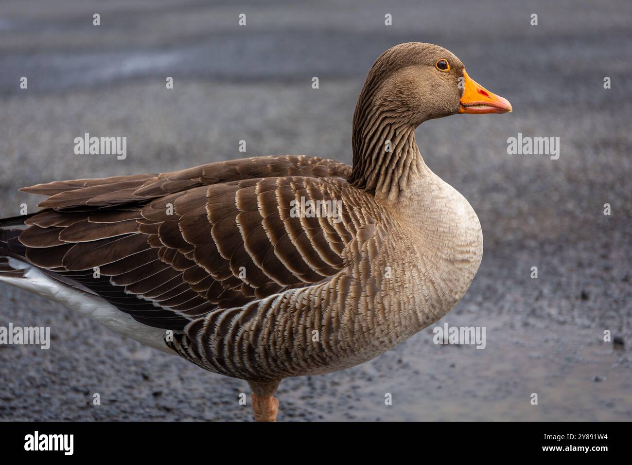Oie gris (Anser anser) oiseau migrateur au plumage brun et au bec orange, Islande. Banque D'Images