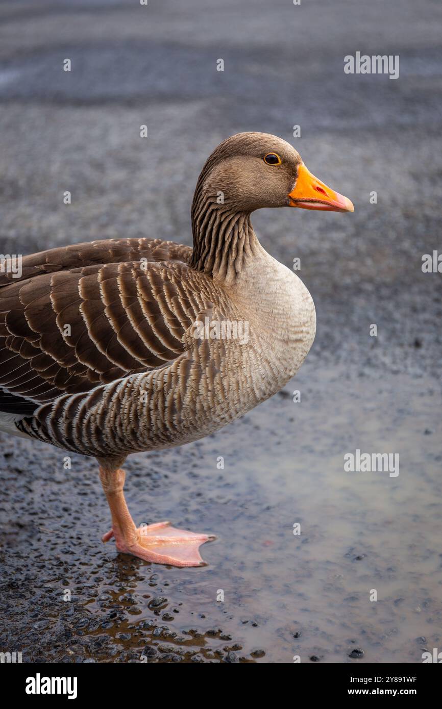 Oie gris (Anser anser) oiseau migrateur au plumage brun et au bec orange, Islande. Banque D'Images