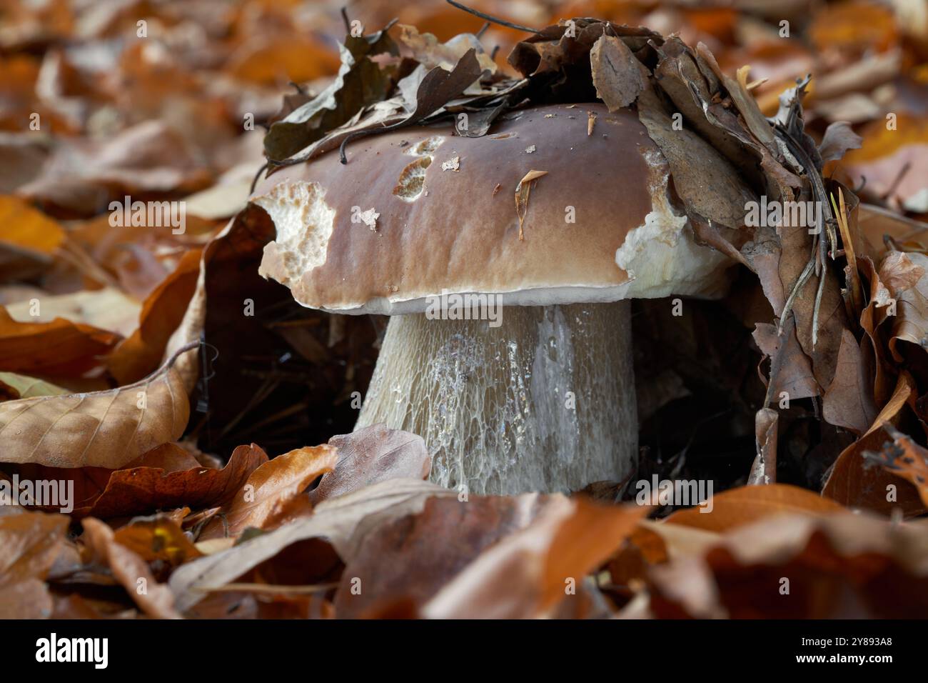 Champignon comestible Boletus edulis dans les feuilles. Connu sous le nom de King Bolete, Penny Bun, CEP ou Porcini. Champignon bolete sauvage dans la forêt de hêtres. Banque D'Images