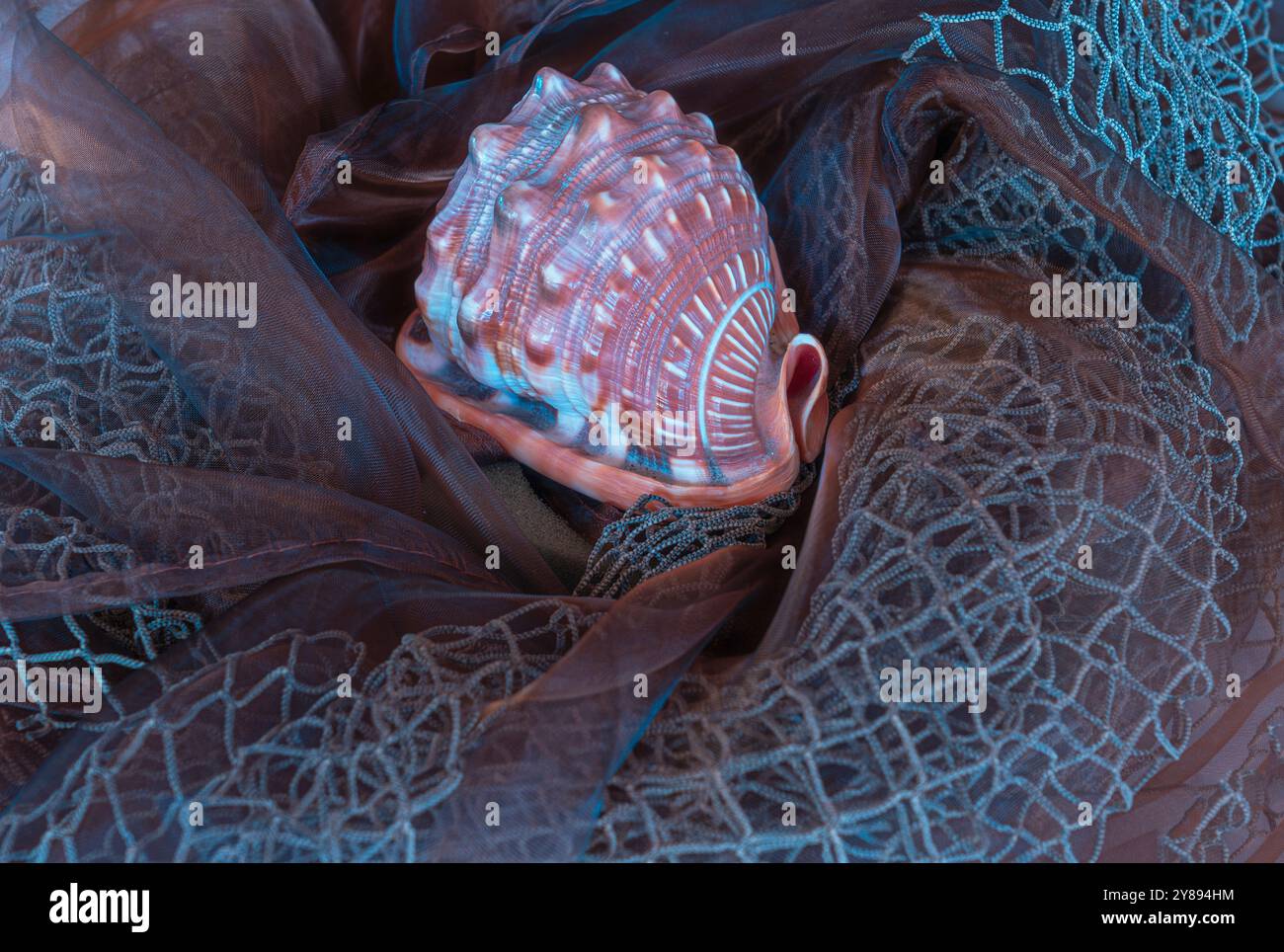 Belle coquille décorative repose parmi le tissu torsadé et le filet à poissons. Le grand coquillage mesure environ 6' de long. Il est coloré pour collectionneur d'objets marins naturels. Banque D'Images