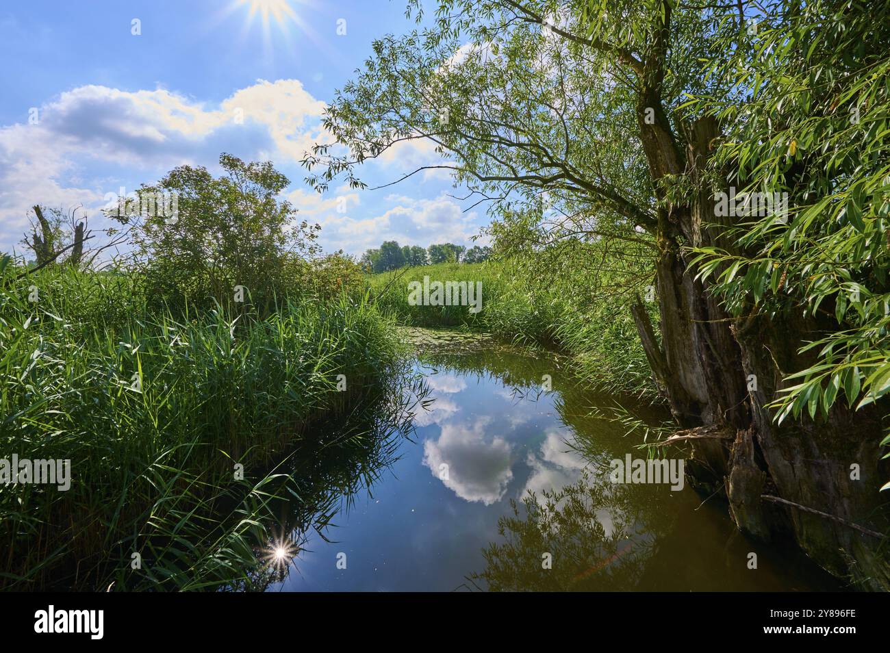 Paysage fluvial avec des roseaux denses et des arbres sur le rivage, sous un ciel ensoleillé avec des nuages blancs reflétant dans l'eau, été, Altmuehlsee, Muhr am See Banque D'Images